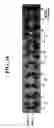 Fig. 30 - Methods for detection of genetic disorders