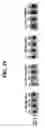 Fig. 33 - Methods for detection of genetic disorders
