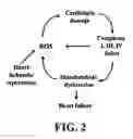 Fig. 03 - Mitochondrial markers of ischemia