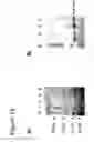 Fig. 33 - Method for identifying antigen specific b cells