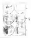 Fig. 13 - Method for storage of clinical samples prior to culture