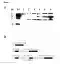 Fig. 03 - Nucleic acids for enhancing gene expression and use thereof
