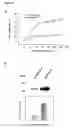 Fig. 04 - Nucleic acids for enhancing gene expression and use thereof