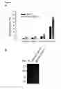 Fig. 06 - Nucleic acids for enhancing gene expression and use thereof