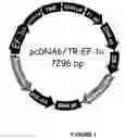 Fig. 02 - Vector for the inducible expression of gene sequences