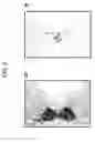 Fig. 10 - GENE SPECIFICALLY EXPRESSED IN POSTMITOTIC DOPAMINERGIC NEURON PRECURSOR CELLS