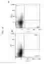 Fig. 15 - GENE SPECIFICALLY EXPRESSED IN POSTMITOTIC DOPAMINERGIC NEURON PRECURSOR CELLS