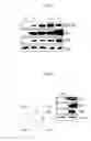 Fig. 09 - Method for isolating and culturing multipotent progenitor cells from umbilical cord blood