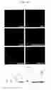 Fig. 10 - Method for isolating and culturing multipotent progenitor cells from umbilical cord blood