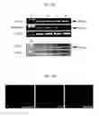 Fig. 12 - Method for isolating and culturing multipotent progenitor cells from umbilical cord blood
