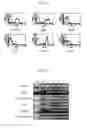 Fig. 13 - Method for isolating and culturing multipotent progenitor cells from umbilical cord blood