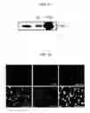 Fig. 14 - Method for isolating and culturing multipotent progenitor cells from umbilical cord blood