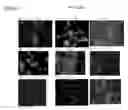 Fig. 09 - AMNIOTIC FLUID DERIVED CELLS
