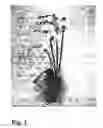 Fig. 02 - Orchid culturing method