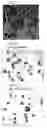 Fig. 03 - Method of treating cells