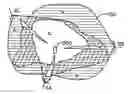 Fig. 01 - Antenna adaptation to manage the active set to manipulate soft hand-off regions