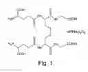 Fig. 02 - Methods for production of the oxidized glutathione composite with CIS-diamminedichloroplatinum and pharmaceutical compositions based thereof regulating metabolism, proliferation, differentiation and apoptotic mechanisms for normal and transformed cells