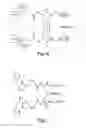 Fig. 06 - Methods for production of the oxidized glutathione composite with CIS-diamminedichloroplatinum and pharmaceutical compositions based thereof regulating metabolism, proliferation, differentiation and apoptotic mechanisms for normal and transformed cells