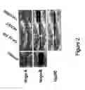 Fig. 03 - Regulator of endothelial cell function and vessel remodeling