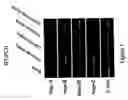 Fig. 08 - Regulator of endothelial cell function and vessel remodeling