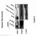 Fig. 09 - Regulator of endothelial cell function and vessel remodeling
