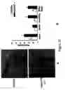 Fig. 13 - Regulator of endothelial cell function and vessel remodeling