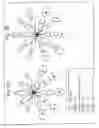 Fig. 06 - Carrier chimeric proteins, targeted carrier chimeric proteins and preparation thereof