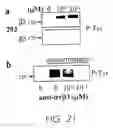 Fig. 20 - Contortrostatin (CN) and methods for its use in preventing metastasis and other conditions