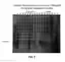 Fig. 12 - IL-17 like molecules and uses thereof