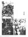 Fig. 29 - IL-17 like molecules and uses thereof