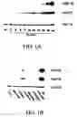 Fig. 02 - Probiotic compounds from Lactobacillus GG and uses therefor