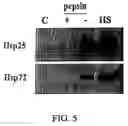 Fig. 06 - Probiotic compounds from Lactobacillus GG and uses therefor