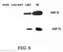Fig. 07 - Probiotic compounds from Lactobacillus GG and uses therefor