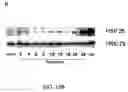 Fig. 22 - Probiotic compounds from Lactobacillus GG and uses therefor