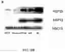Fig. 35 - Probiotic compounds from Lactobacillus GG and uses therefor