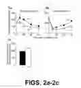 Fig. 03 - Genetically modified mouse lacking diacylglycerol acyltransferase-1 (DGAT-1) activity