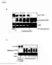 Fig. 03 - Chemically modified oligonucleotides for use in modulating micro RNA and uses thereof