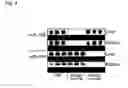 Fig. 05 - Chemically modified oligonucleotides for use in modulating micro RNA and uses thereof