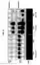 Fig. 13 - Chemically modified oligonucleotides for use in modulating micro RNA and uses thereof