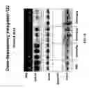 Fig. 14 - Chemically modified oligonucleotides for use in modulating micro RNA and uses thereof