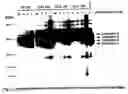 Fig. 02 - Method and composition for treating obesity by targeting cathespin