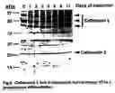 Fig. 09 - Method and composition for treating obesity by targeting cathespin