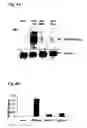 Fig. 05 - Universal target sequences for siRNA gene silencing