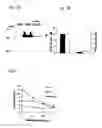 Fig. 06 - Universal target sequences for siRNA gene silencing