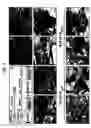 Fig. 02 - Composition for coordinated VEGF and PDGF expression, and methods of use