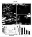 Fig. 05 - Composition for coordinated VEGF and PDGF expression, and methods of use