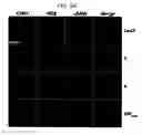 Fig. 06 - Composition for coordinated VEGF and PDGF expression, and methods of use