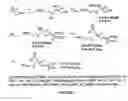 Fig. 08 - Analogs of lysophosphatidic acid and methods of making and using thereof