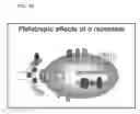 Fig. 20 - Treatment with Sigma Receptor Agonists Post-Stroke