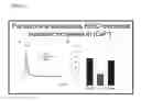 Fig. 23 - Treatment with Sigma Receptor Agonists Post-Stroke